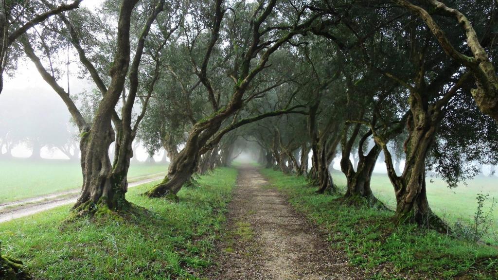 Paseo de los Olivos, en el Pazo de Santa Cruz de Rivadulla, en Vedra