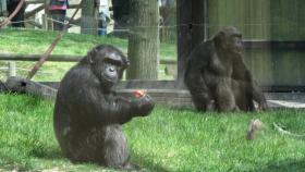 Gorilas en el Zoo. Imagen de archivo de Europa Press