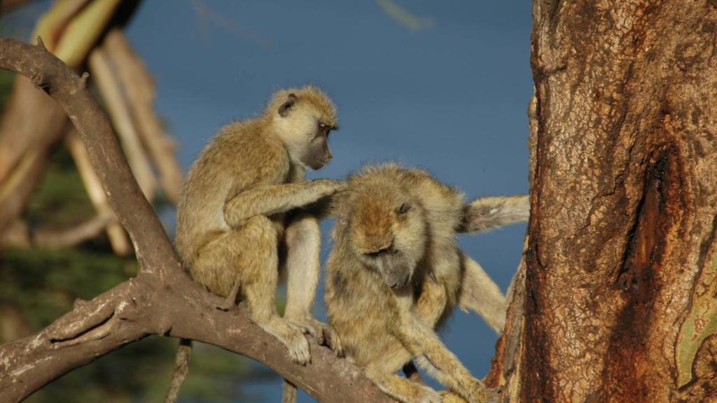 Babuinos macho y hembra durante el acicalamiento en el Parque Nacional de Amboseli en Kenia.