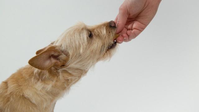 ¿Los perros pueden comer frutos secos?