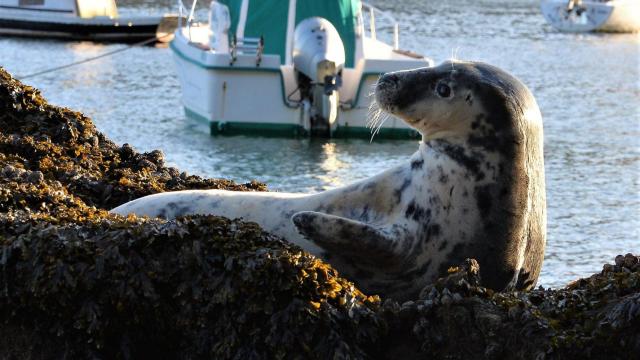 Foca fotografiada ayer en la costa ferrolana