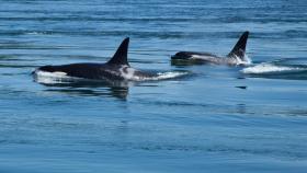 Los ataques de orcas en Galicia pudieron estar provocados por agresiones y arponazos