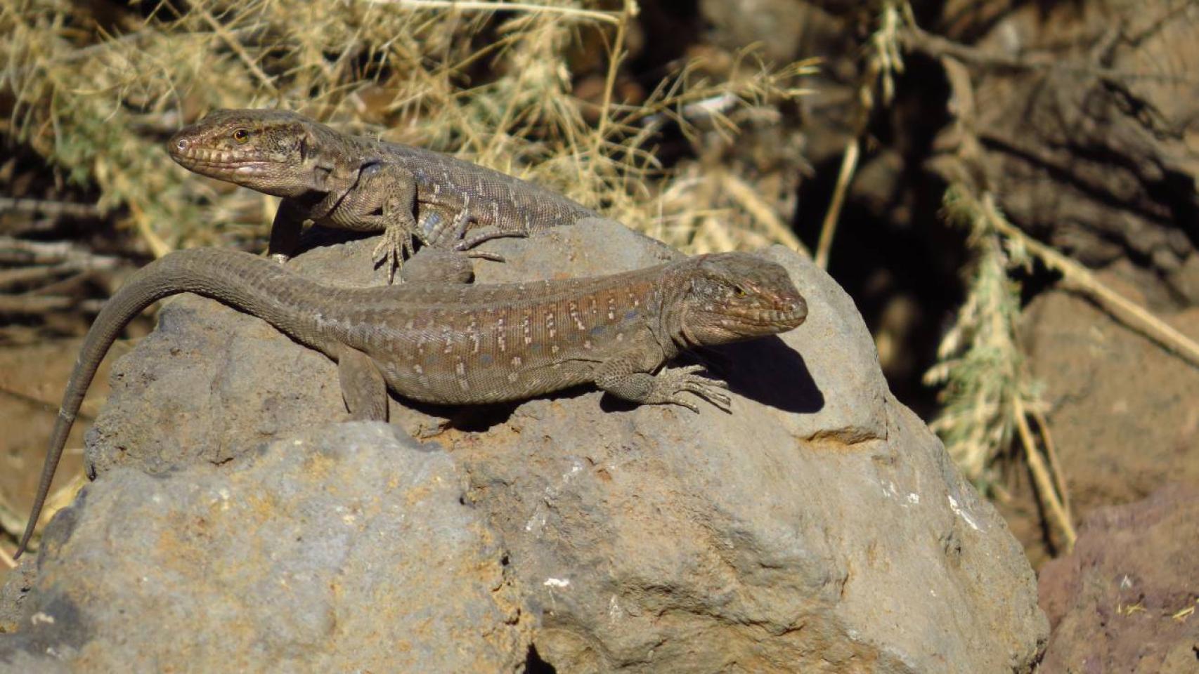 Ejemplares de lagarto Tizón, Gallotia galloti, de una localidad del sur de la isla de Tenerife.