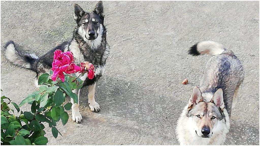 Una familia busca a sus dos perros lobo checoslovacos desaparecidos en Cambre (A Coruña)
