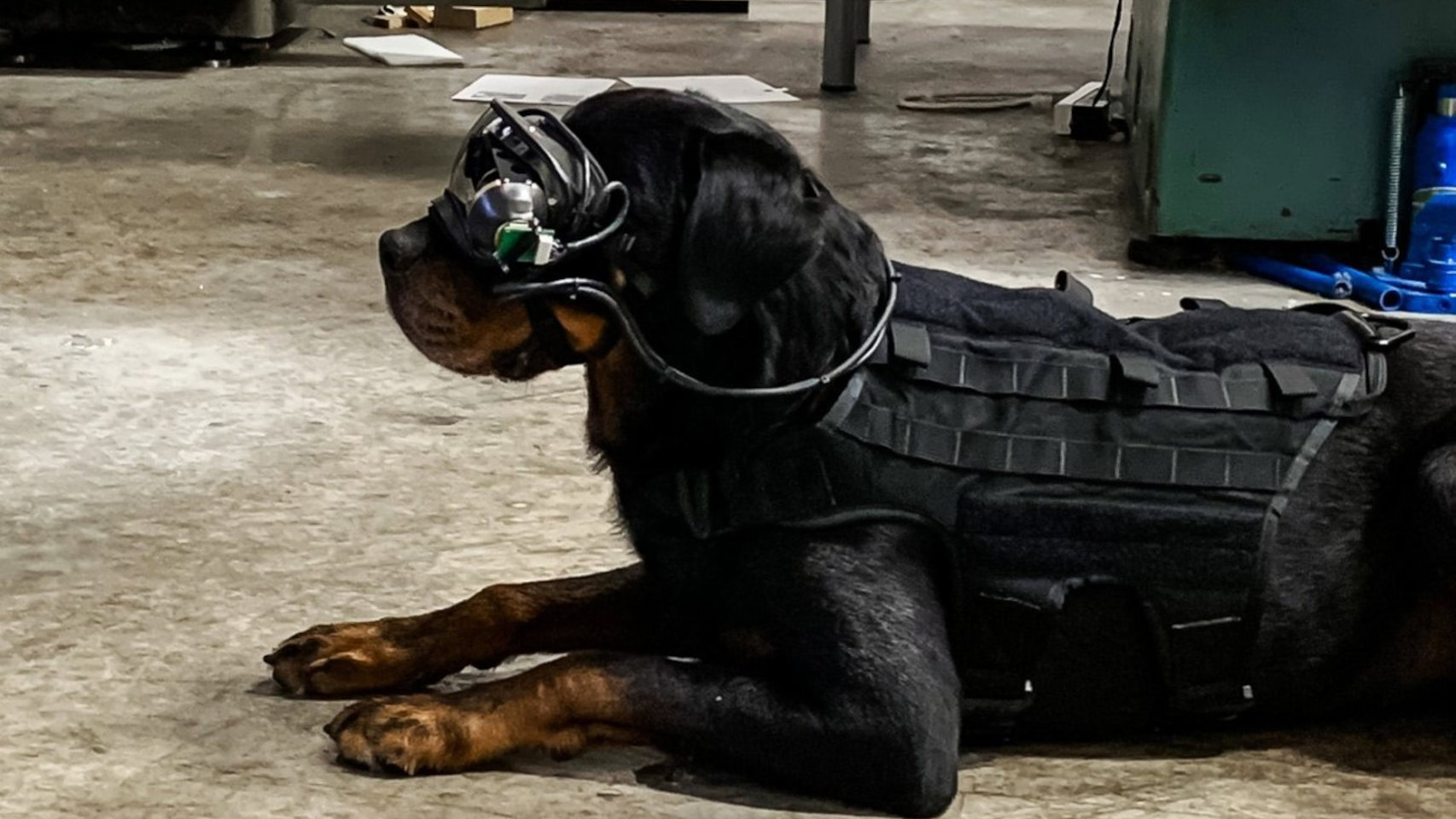 Perro militar con gafas de realidad aumentada