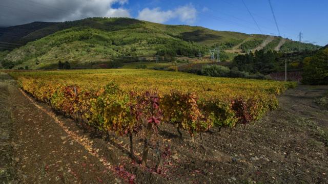 Viñedos de Valdeorras