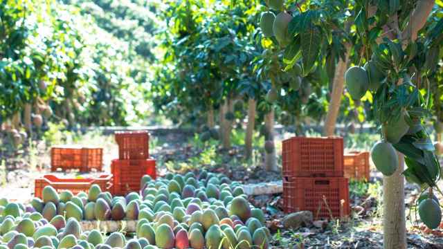 El mango andaluz conquista Mercadona con 40.000 kilos al día