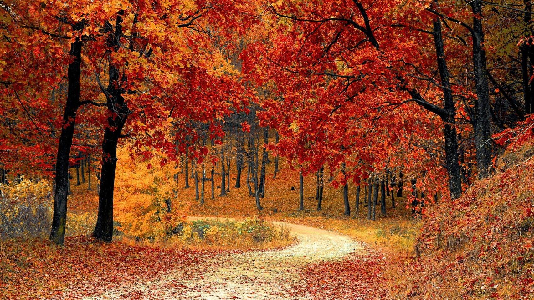 Los mejores bosques de España en otoño