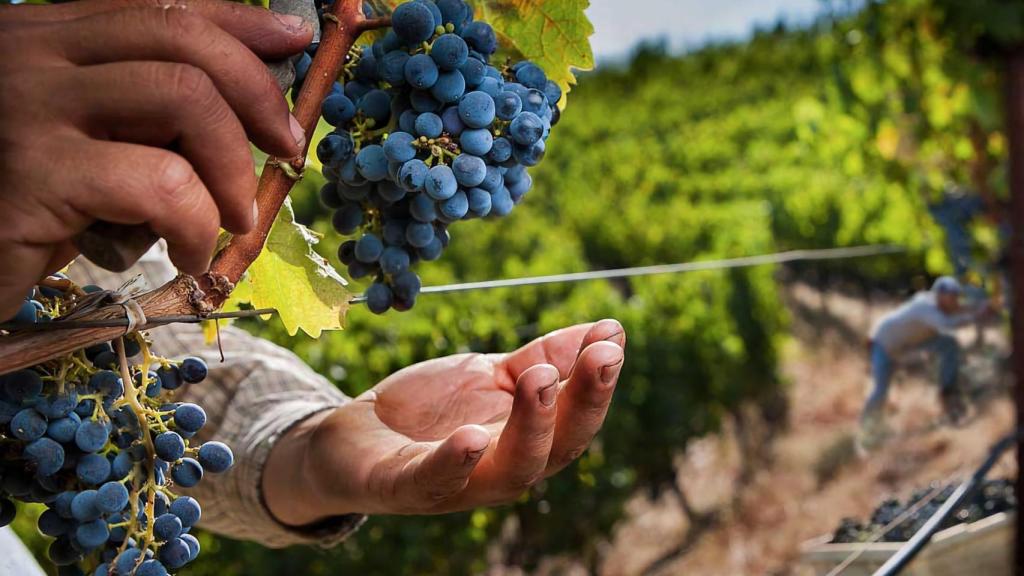 La vendimia en Galicia: El largo camino del viñedo a tu casa