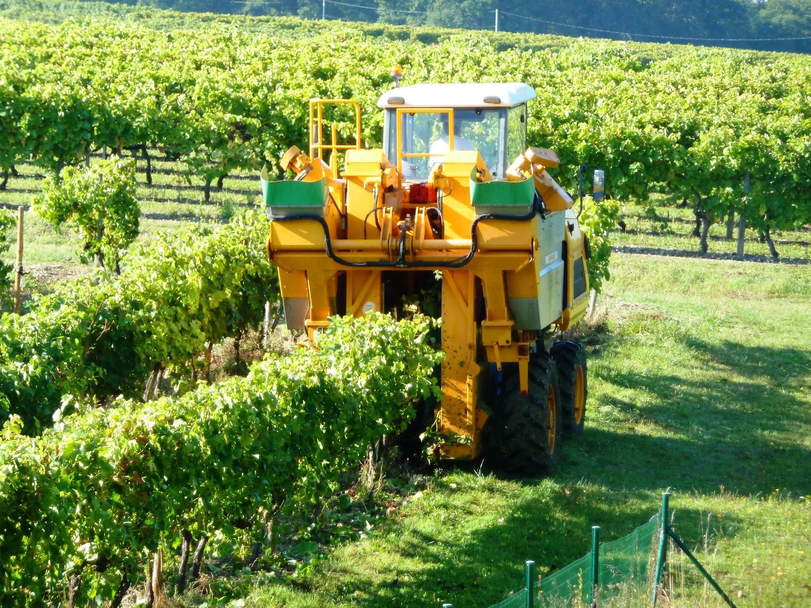 Uno de los tipos de vendimia en mayor expansión es la denominada mecánica, consistente en agitar los viñedos. Fuente: Urbina Vinos