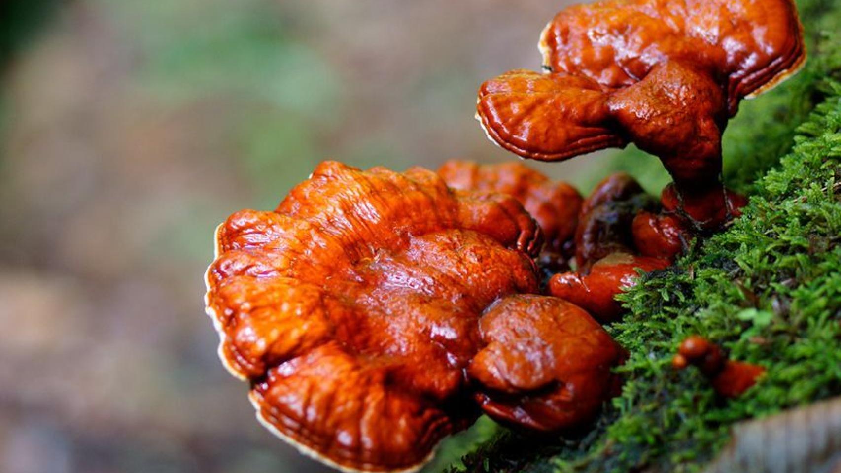 Reishi.