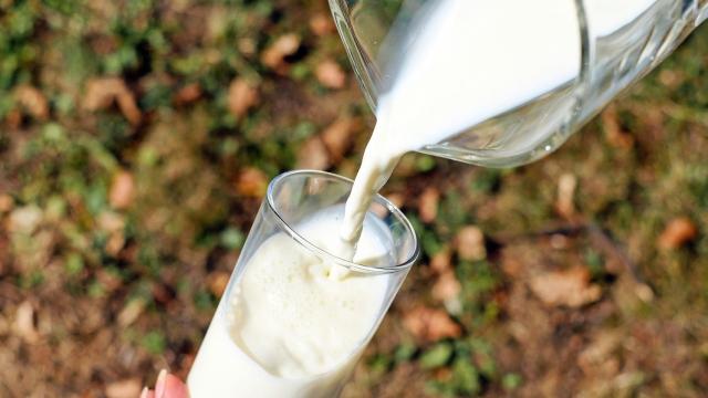 Un vaso de leche recién servido.