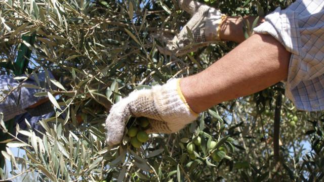 Un trabajador en la campaña de la aceituna de mesa.