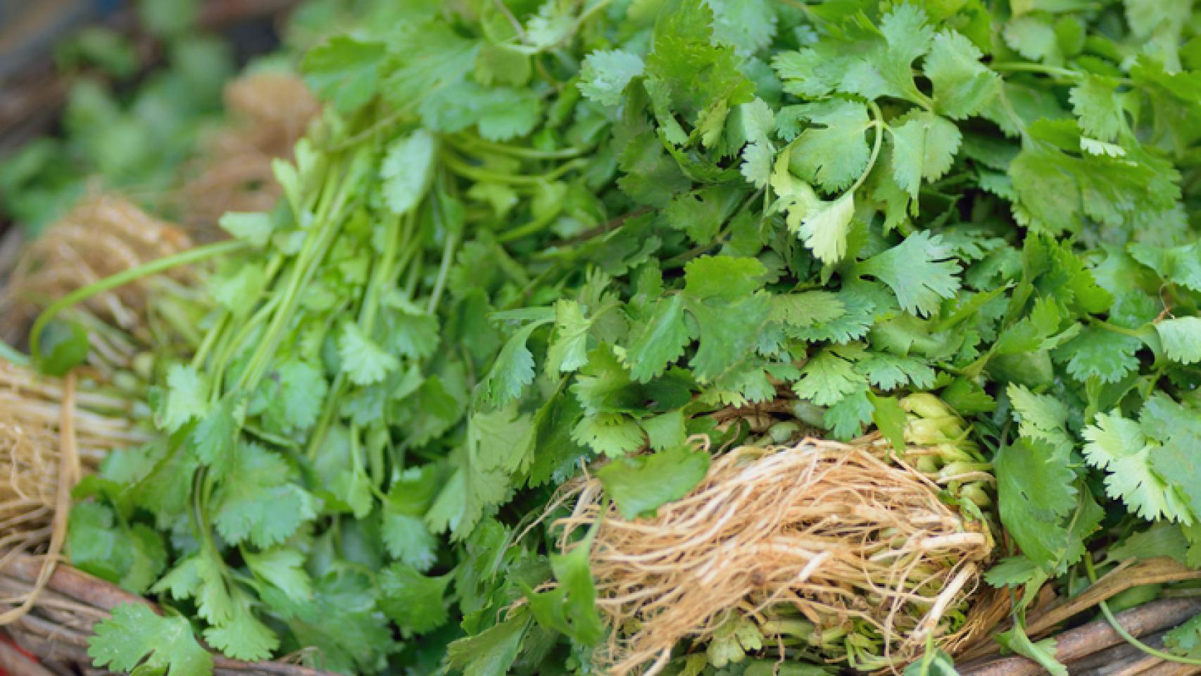 Así puedes conservar el cilantro fresco por mucho tiempo