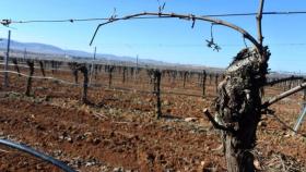 Regadío en Castilla-La Mancha. Foto: Junta de Comunidades