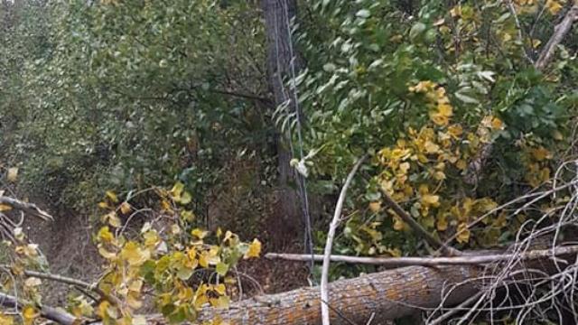 Caída de un árbol en una foto de archivo