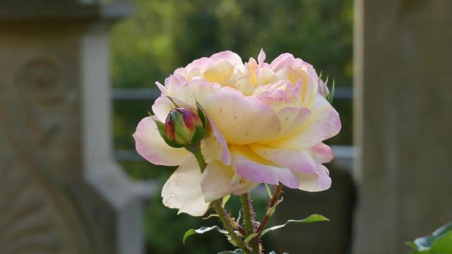 cementerio flores