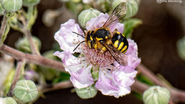 Los expertos destacan el “valor incalculable” de los insectos polinizadores.