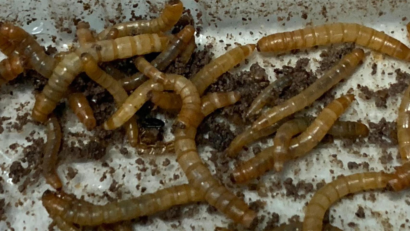 Biodegradar el plástico de los invernaderos agrícolas con ayuda de lombrices