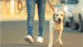 Recomiendan que los perros puedan salir a pasear durante las horas de toque de queda en Galicia