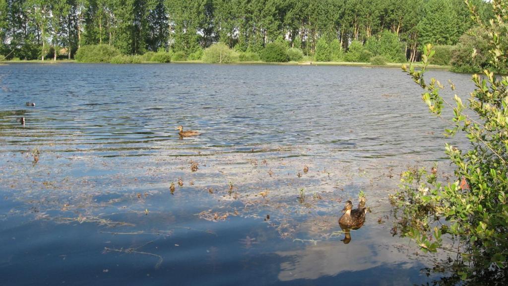 El Parque de Salburua, en le provincia de Vitoria (País Vasco).