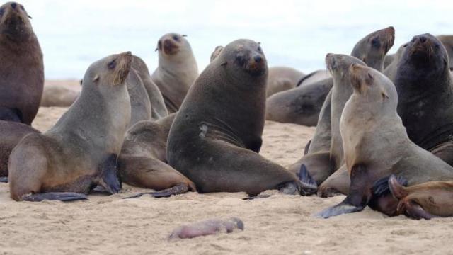 Varios ejemplares de lobos marinos se juntan en Pelican Point, Namibia.