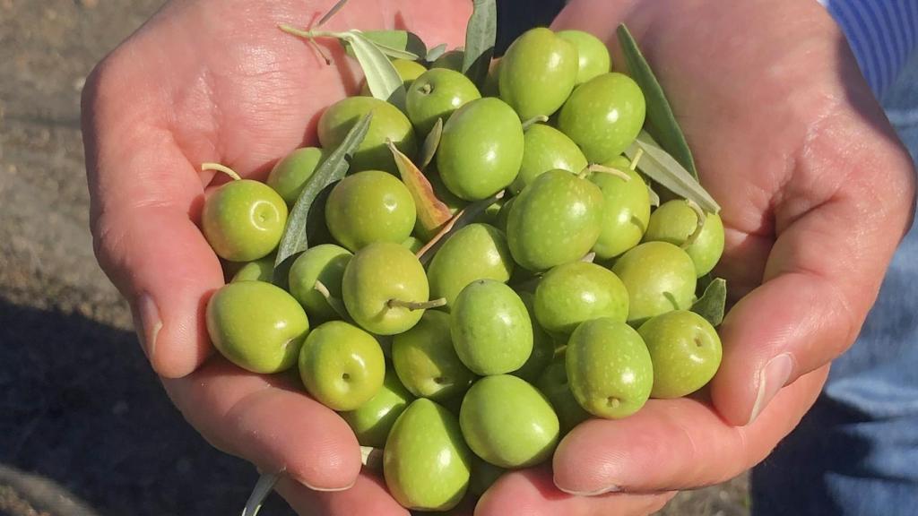 Aceitunas de Finca La Torre