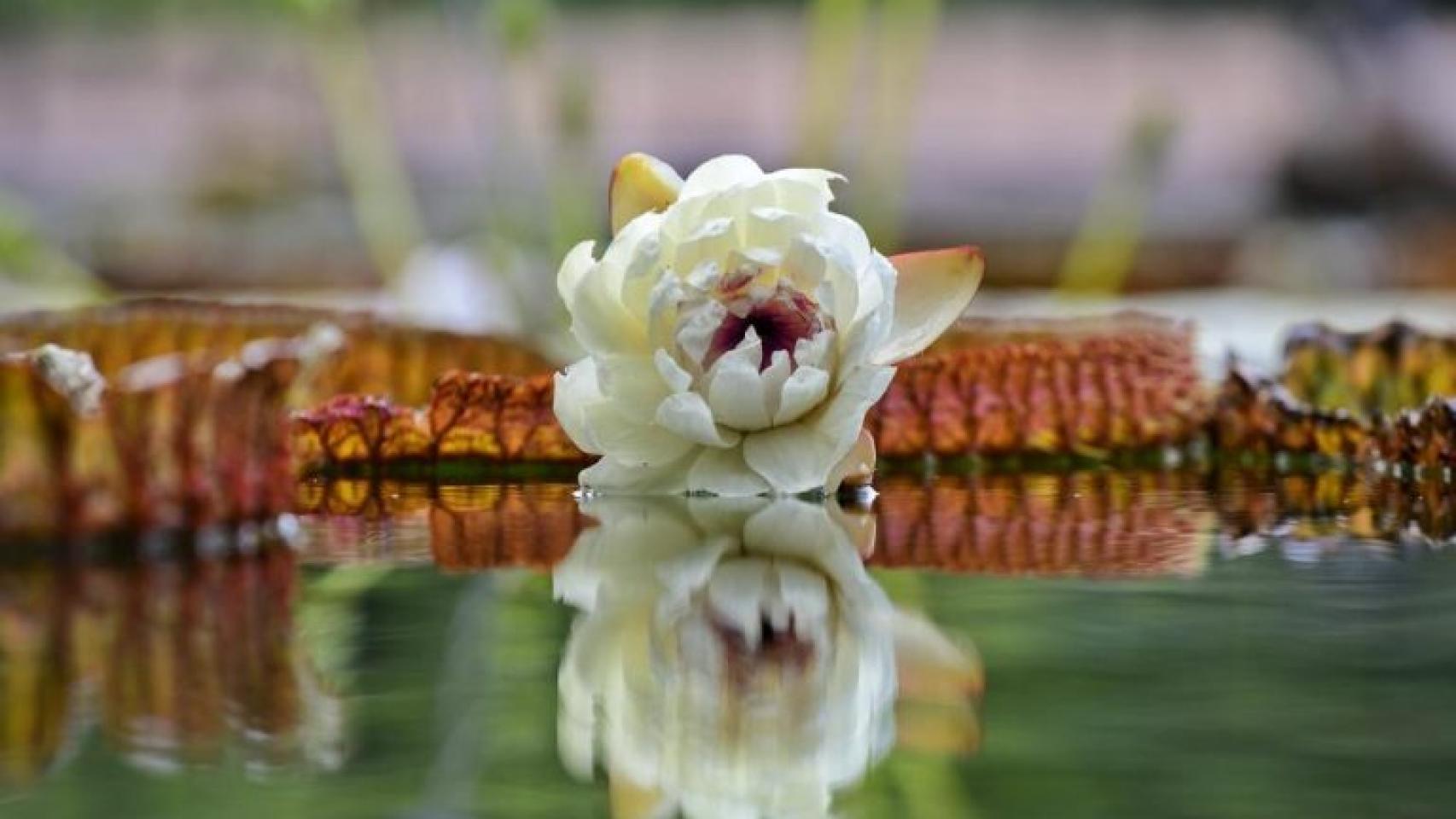 Floración de un ejemplar de Victoria, Nenúfar Gigante, Real Jardín Botánico.