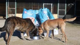 La firma gallega Gadis dona 35 toneladas de productos para perros y gatos a 50 protectoras
