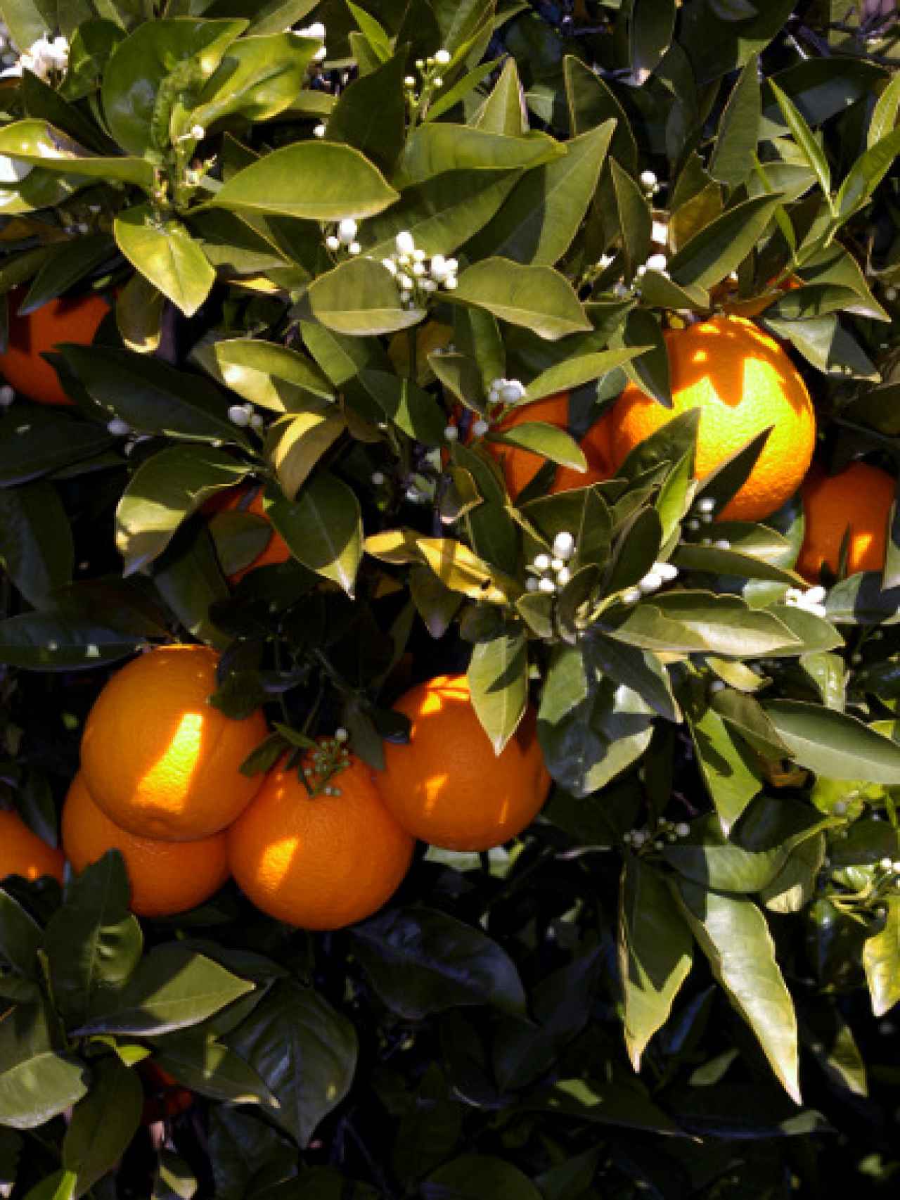 Las naranjas producidas en la Comunidad Valenciana.