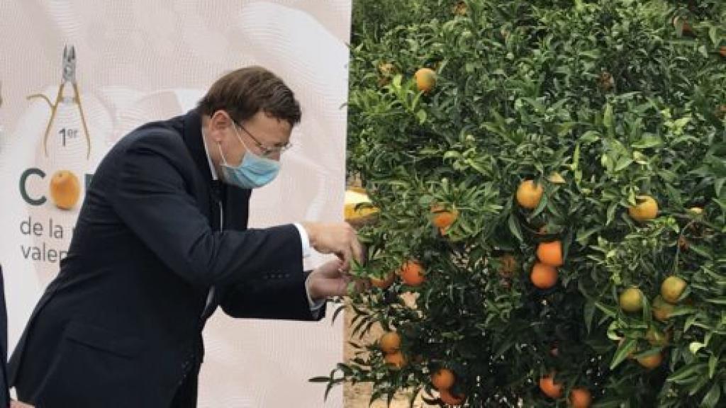 El presidente de la Generalitat valenciana, Ximo Puig, durante el primer corte de la naranja valenciana.