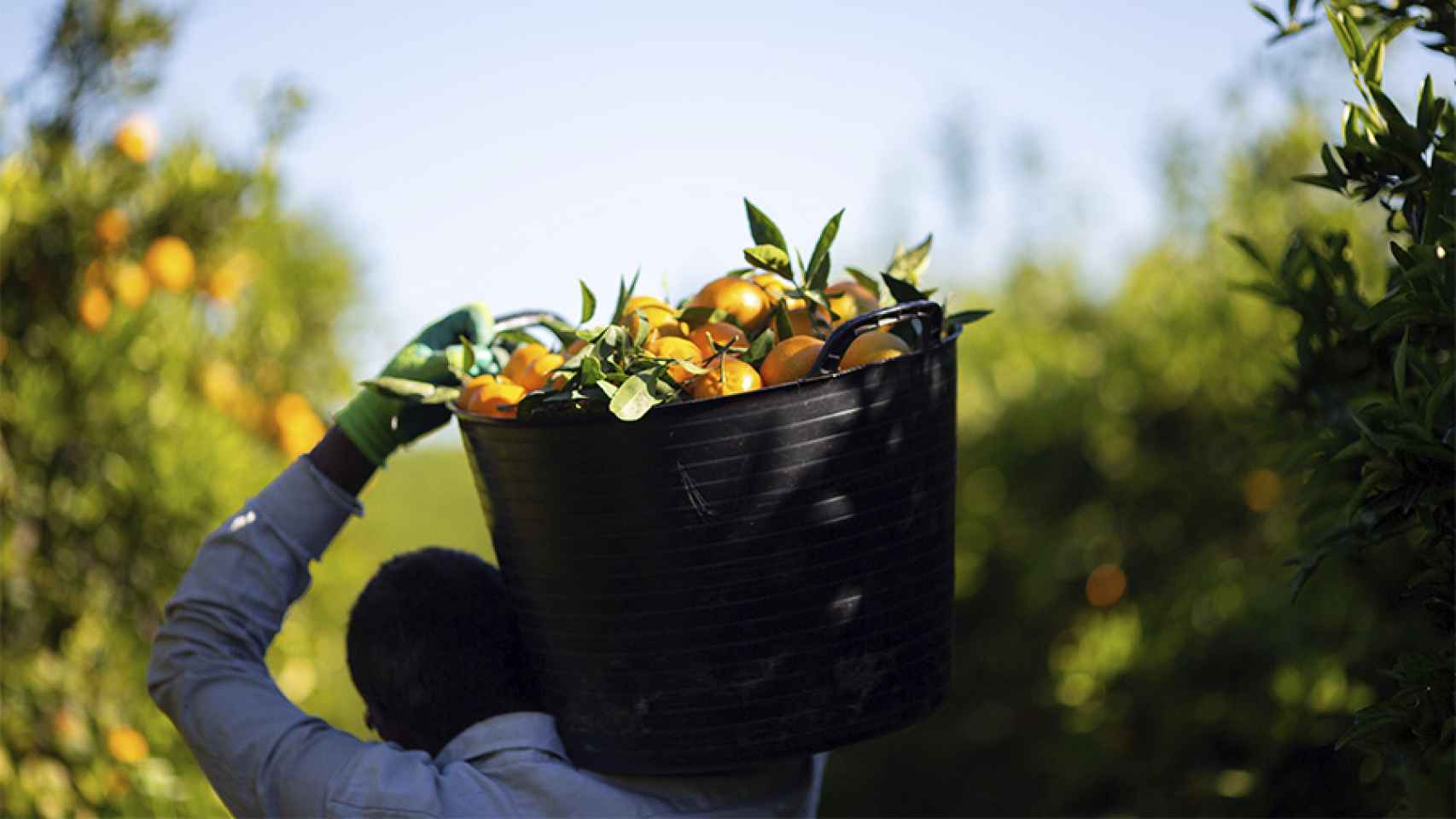 Un agricultor recoge las mandarinas de origen español que vende Mercadona.