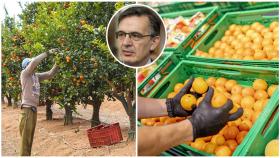 Miguel Abril, director comercial de Anecoop, una de las empresas que surten naranjas a Mercadona. A la izquierda, las plantaciones de Dracma, otra empresa proveedora.