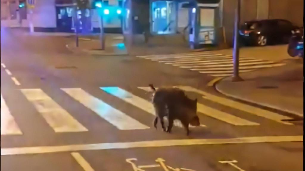 Captura de un vídeo con la imagen de un jabalí en la calle Juan Flórez de A Coruña en 2020.