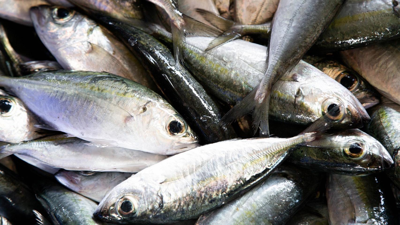 El jurel es un tipo de pescado azul.