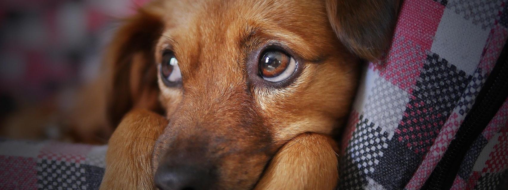 por qué mi perro tiene granos como bultos