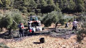 Recogido de la aceituna en Castilla-La Mancha. Imagen de archivo