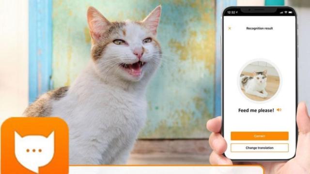 MeowTalk, la app que traduce maullidos.