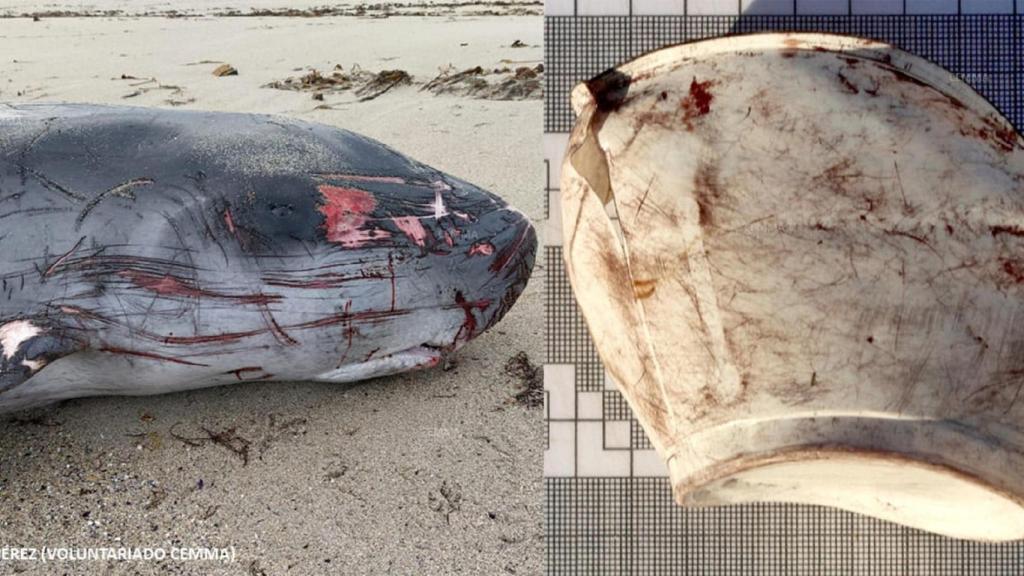 Muere un cachalote hembra en Malpica (A Coruña) tras ingerir un vaso de plástico