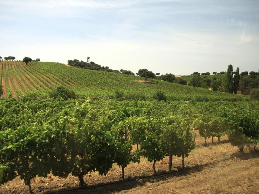 Valquejigoso tiene una de las parcelas de viñedo más impresionantes de Madrid.