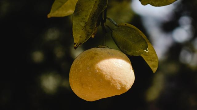 El Yuzu es un ingrediente que está revolucionado en el mundo de la cosmética.