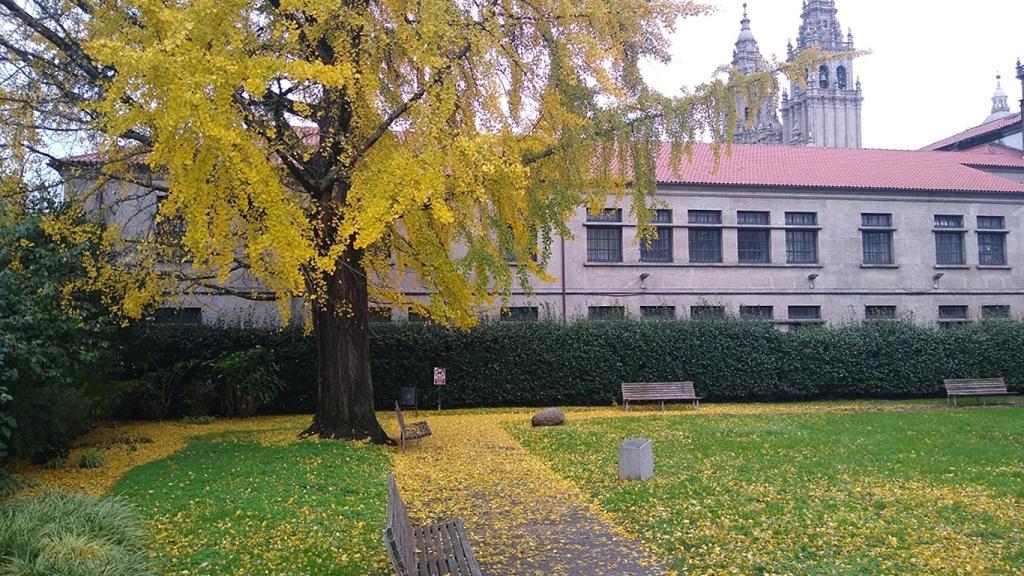 El ginkgo de 140 años del Xardín do Colexio de Fonseca.