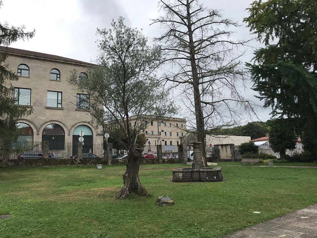 El ginkgo hembra antes de su tala en otoño de 2017 (Compostela Verde).