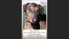 Se busca a Anixa, un perro que se perdió en Meis (Pontevedra) hace ya tres días