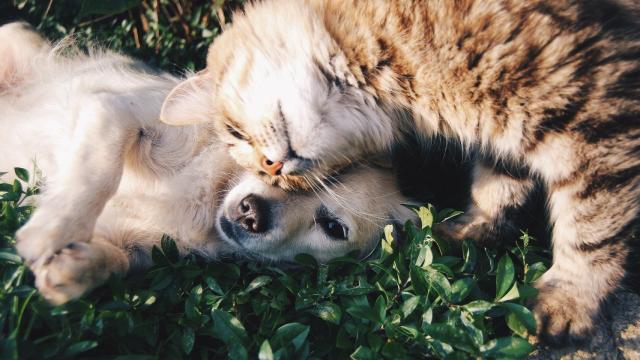 Los mejores consejos para la convivencia entre gatos y perros