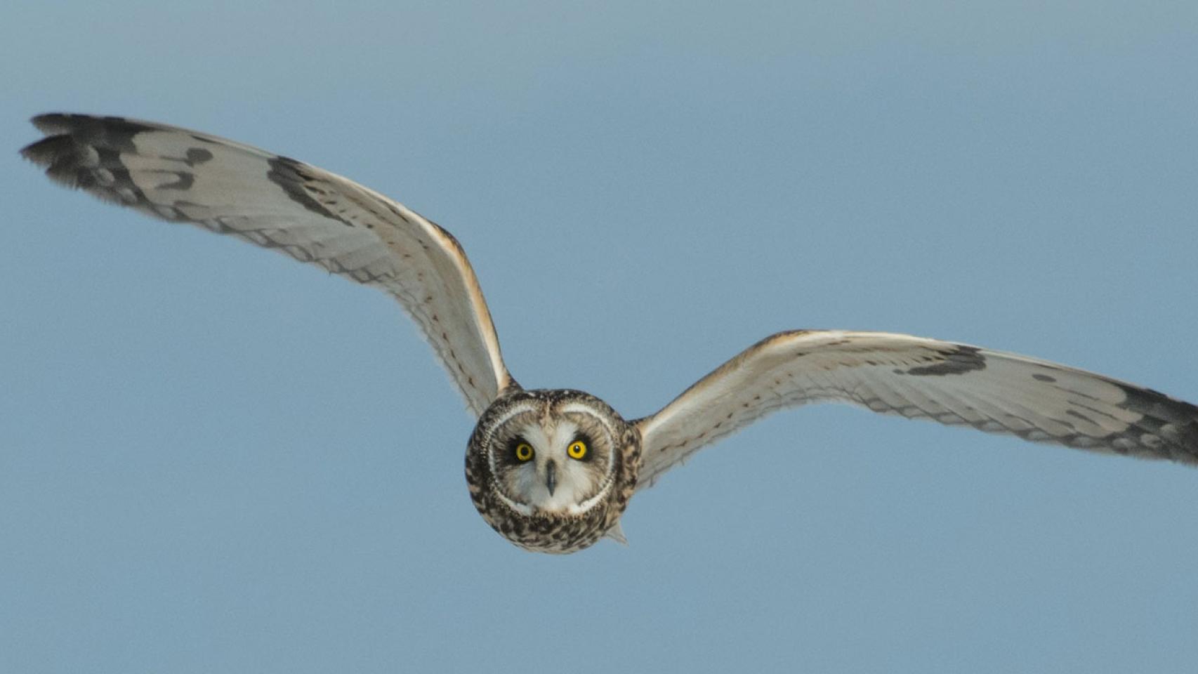 Un búho en pleno vuelo.