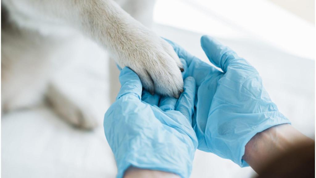 Investigados una veterinaria y un farmacéutico coruñeses por irregularidades con fármacos