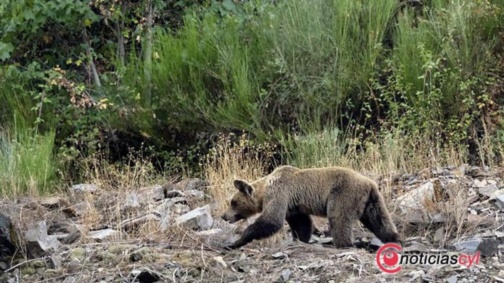 Foto oso