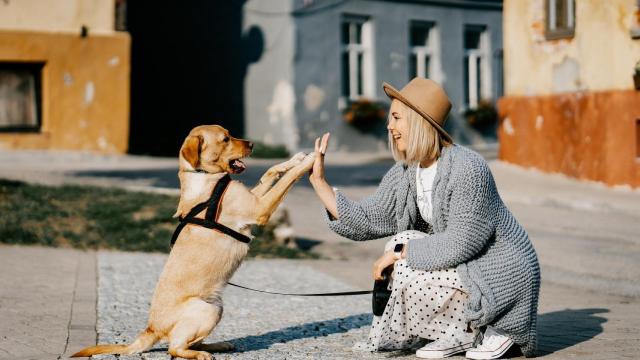 Esto es lo que te quiere decir tu perro cuando te da la pata