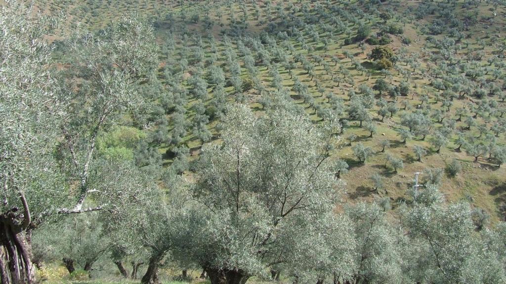 Olivar andaluz.